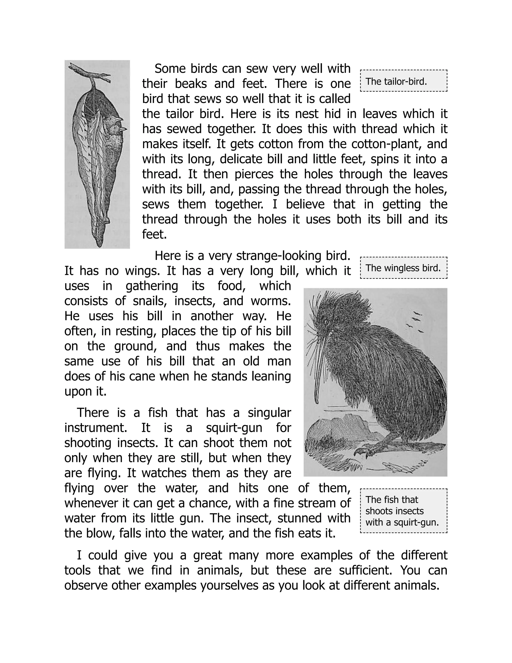 The tailor-bird.
The wingless bird.
The fish that
shoots insects
with a squirt-gun.
Some birds can sew very well with
their beaks and feet. There is one
bird that sews so well that it is called
the tailor bird. Here is its nest hid in leaves which it
has sewed together. It does this with thread which it
makes itself. It gets cotton from the cotton-plant, and
with its long, delicate bill and little feet, spins it into a
thread. It then pierces the holes through the leaves
with its bill, and, passing the thread through the holes,
sews them together. I believe that in getting the
thread through the holes it uses both its bill and its
feet.
Here is a very strange-looking bird.
It has no wings. It has a very long bill, which it
uses in gathering its food, which
consists of snails, insects, and worms.
He uses his bill in another way. He
often, in resting, places the tip of his bill
on the ground, and thus makes the
same use of his bill that an old man
does of his cane when he stands leaning
upon it.
There is a fish that has a singular
instrument. It is a squirt-gun for
shooting insects. It can shoot them not
only when they are still, but when they
are flying. It watches them as they are
flying over the water, and hits one of them,
whenever it can get a chance, with a fine stream of
water from its little gun. The insect, stunned with
the blow, falls into the water, and the fish eats it.
I could give you a great many more examples of the different
tools that we find in animals, but these are sufficient. You can
observe other examples yourselves as you look at different animals.
 