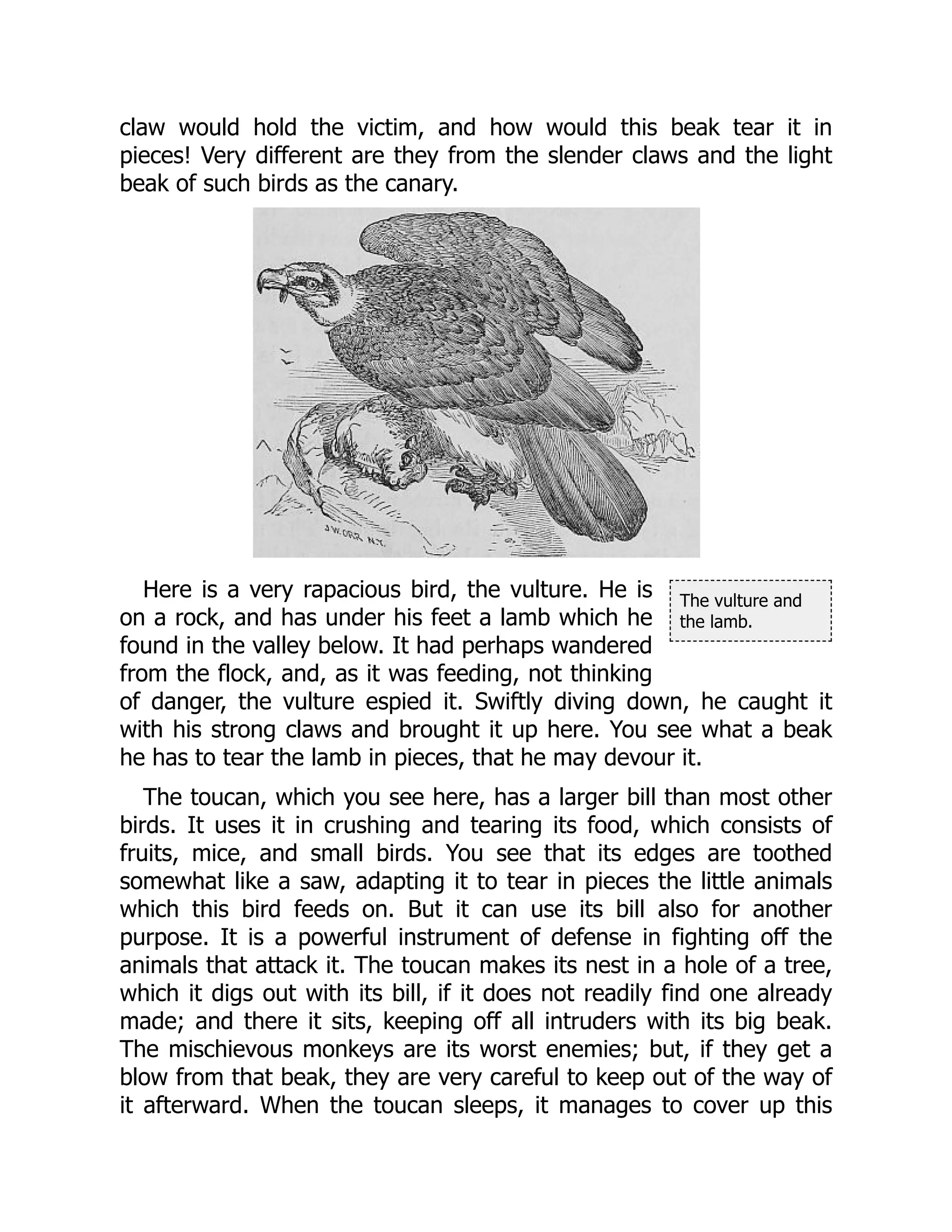 The vulture and
the lamb.
claw would hold the victim, and how would this beak tear it in
pieces! Very different are they from the slender claws and the light
beak of such birds as the canary.
Here is a very rapacious bird, the vulture. He is
on a rock, and has under his feet a lamb which he
found in the valley below. It had perhaps wandered
from the flock, and, as it was feeding, not thinking
of danger, the vulture espied it. Swiftly diving down, he caught it
with his strong claws and brought it up here. You see what a beak
he has to tear the lamb in pieces, that he may devour it.
The toucan, which you see here, has a larger bill than most other
birds. It uses it in crushing and tearing its food, which consists of
fruits, mice, and small birds. You see that its edges are toothed
somewhat like a saw, adapting it to tear in pieces the little animals
which this bird feeds on. But it can use its bill also for another
purpose. It is a powerful instrument of defense in fighting off the
animals that attack it. The toucan makes its nest in a hole of a tree,
which it digs out with its bill, if it does not readily find one already
made; and there it sits, keeping off all intruders with its big beak.
The mischievous monkeys are its worst enemies; but, if they get a
blow from that beak, they are very careful to keep out of the way of
it afterward. When the toucan sleeps, it manages to cover up this
 