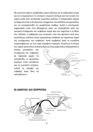 13
Με αυτό τον τρόπο, κατάλληλες ώσεις οδεύουν µε το αιθουσαίο νεύρο
για να ενηµερώσουν το κεντρικό νευρικό σύστημα για την κίνηση του
υγρού µέσα στον αντίστοιχο ηµικύκλιο σωλήνα. Η στοιχειώδης αρχική
επιτάχυνσηείναιη δύναµηπου υποχρεώνειτο κυπέλλιο να παρεκκλίνει
και να ενεργοποιηθεί σε µεγαλύτερη στάθµη. Αυτός ο εσωτερικός
µηχανισµός είναι έτσι φτιαγµένος ώστε να επηρεάζεται από την
γωνιακή επιτάχυνση του κεφαλιού παρά από την ταχύτητα ή τη θέση
του. Ωστόσο, η εκφόρτιση των νευρικών ινών που φεύγουν από τους
ηµικύκλιους σωλήνες είναι περισσότερο ανάλογη της ταχύτητας παρά
της επιτάχυνσης του κεφαλιού. Αυτό συµβαίνει γιατί το κυπέλλιο
συµπεριφέρεται ως ένα υγρό στροφικό εκκρεµές. Εποµένως η κίνηση
του υγρού µέσα στους σωλήνες δρα ως ένας µηχανικός επεξεργαστής,ο
οποίος µετατρέπει την
επιτάχυνση του κεφαλιού
σε ταχύτητα υγρού. Εν
κατακλείδη, οι ημικύκλιοι
σωλήνες είναι υπεύθυνοι
για τις γωνιακές κινήσεις,
ειδικά τη στροφή της
κεφαλής προς όλες τις
κατευθύνσεις .
Β) ΑΙΘΟΥΣΑ ΚΑΙ ΙΣΟΡΡΟΠΙΑ
 