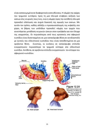 15
είναικατανεµηµένα σε διαφορετικέςκατευθύνσεις. Η κάµψη της τρίχας
του τριχωτού κυττάρου προς τη µια πλευρά επιφέρει αύξηση των
ώσεων στις νευρικές τους ίνες, ενώ η κάµψη προς την αντίθετη πλευρά
προκαλεί ελάττωση και συχνά διακοπή της αγωγής των ώσεων. Με
αυτόν τον τρόπο, καθώς αλλάζει ο προσανατολισµός της κεφαλής στο
χώρο, το βάρος των ωτόλιθων προκαλεί κάµψη των τριχών που
συνεπάγεται µετάδοση νευρικών ώσεων στον εγκέφαλο για τον έλεγχο
της ισορροπίας. Οι περισσότεροι από τους κροσσούς στο σφαιρικό
κυστίδιο είναι διατεταγµένοι σε µια κατακόρυφη θέση σε αντιδιαστολή
µε αυτούς του ελλειπτικού κυστιδίου που είναι τοποθετηµένοι σε µια
οριζόντια θέση. Συνεπώς, οι κινήσεις σε κατακόρυφο επίπεδο
ενεργοποιούν περισσότερο τα τριχωτά κύτταρα στο ελλειπτικό
κυστίδιο. Αντίθετα, σε οριζόντιο επίπεδο ενεργοποιούν τα κύτταρα του
σφαιρικού κυστιδίου.
 