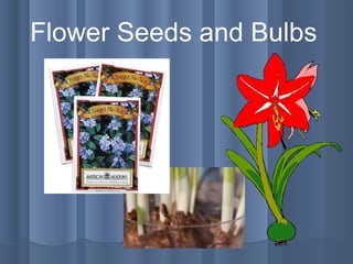 Flower Seeds and Bulbs 