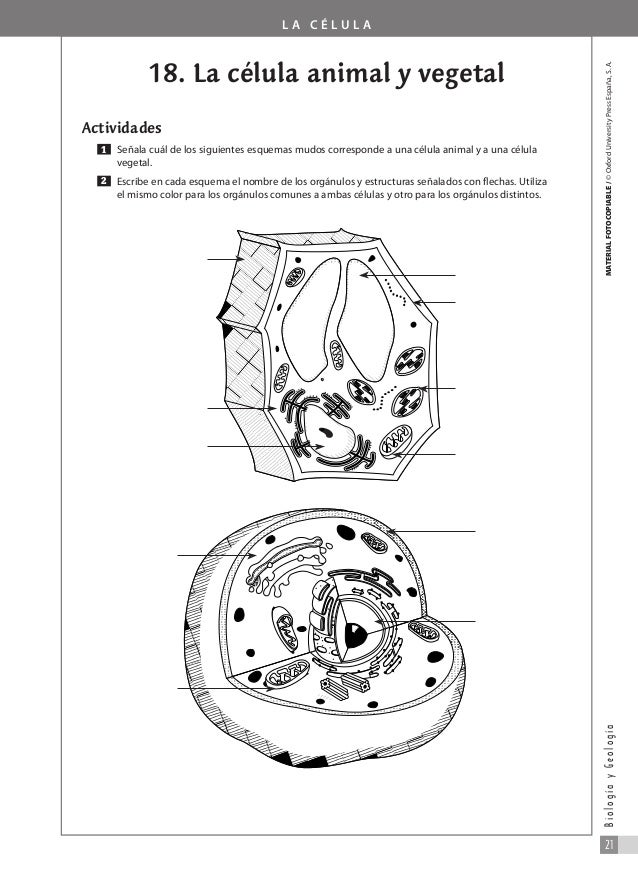 Celula Animal Y Sus Partes En Blanco Y Negro : Mejores 26 imágenes de