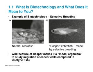 © 2013 Pearson Education, Inc.
• Example of Biotechnology – Selective Breeding
• What feature of Casper makes it a "model organism"
to study migration of cancer cells compared to
wildtype fish?
Normal zebrafish "Casper" zebrafish – made
by selective breeding
1.1 What Is Biotechnology and What Does It
Mean to You?
(a) (b)
 