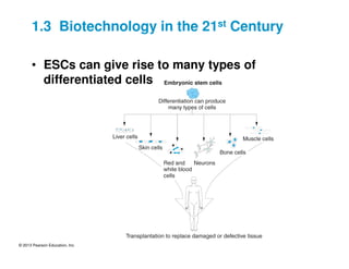 © 2013 Pearson Education, Inc.
• ESCs can give rise to many types of
differentiated cells
1.3 Biotechnology in the 21st Century
 