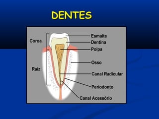 DENTESDENTES
 