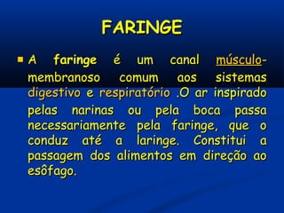 FARINGEFARINGE
 AA faringefaringe é um canalé um canal músculomúsculo--
membranoso comum aos sistemasmembranoso comum aos sistemas
digestivodigestivo ee respiratóriorespiratório .O ar inspirado.O ar inspirado
pelas narinas ou pela boca passapelas narinas ou pela boca passa
necessariamente pela faringe, que onecessariamente pela faringe, que o
conduz até a laringe. Constitui aconduz até a laringe. Constitui a
passagem dos alimentos em direção aopassagem dos alimentos em direção ao
esôfago.esôfago.
 
