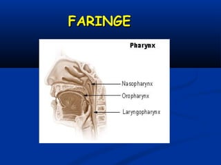 FARINGEFARINGE
 