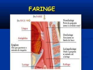 FARINGEFARINGE
 