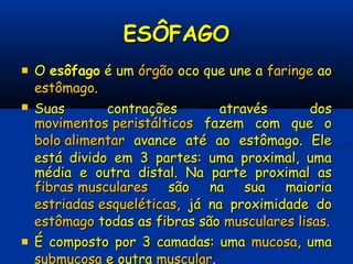 ESÔFAGOESÔFAGO
 OO esôfagoesôfago é umé um órgãoórgão oco que une aoco que une a faringefaringe aoao
estômagoestômago..
 Suas contrações através dosSuas contrações através dos
movimentos peristálticosmovimentos peristálticos fazem com que ofazem com que o
bolo alimentarbolo alimentar avance até ao estômago. Eleavance até ao estômago. Ele
está divido em 3 partes: uma proximal, umaestá divido em 3 partes: uma proximal, uma
média e outra distal. Na parte proximal asmédia e outra distal. Na parte proximal as
fibras muscularesfibras musculares são na sua maioriasão na sua maioria
estriadas esqueléticasestriadas esqueléticas, já na proximidade do, já na proximidade do
estômagoestômago todas as fibras sãotodas as fibras são musculares lisasmusculares lisas..
 É composto por 3 camadas: umaÉ composto por 3 camadas: uma mucosamucosa, uma, uma
submucosa e outra muscular.
 