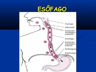 ESÔFAGOESÔFAGO
 