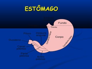 ESTÔMAGOESTÔMAGO
 