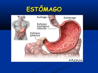 ESTÔMAGOESTÔMAGO
 