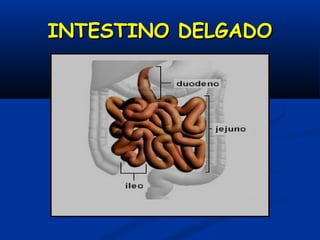 INTESTINO DELGADOINTESTINO DELGADO
 