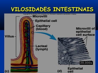VILOSIDADES INTESTINAISVILOSIDADES INTESTINAIS
 