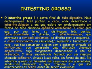 INTESTINO GROSSOINTESTINO GROSSO
 OO intestino grossointestino grosso é a parte final doé a parte final do tubo digestivotubo digestivo. Nele. Nele
distinguem-se três partes: odistinguem-se três partes: o cecoceco, onde desemboca o, onde desemboca o
intestino delgadointestino delgado e em que existe um prolongamento eme em que existe um prolongamento em
forma de tubo chamadoforma de tubo chamado apêndice vermiformeapêndice vermiforme; o; o cóloncólon (em(em
que, por seu turno, se distinguem três partes:que, por seu turno, se distinguem três partes:
cólon ascendentecólon ascendente ou direito, oou direito, o cólon transversocólon transverso, que, que
atravessa aatravessa a cavidade abdominalcavidade abdominal da direita para a esquerda,da direita para a esquerda,
oo cólon descendentecólon descendente ou esquerdo)ou esquerdo),o,o sigmóidesigmóide ee finalizandofinalizando oo
reto , que faz comunicar o cólon com o exterior através doreto , que faz comunicar o cólon com o exterior através do
orifício analorifício anal, que apresenta uma dilatação chamada, que apresenta uma dilatação chamada
ampola retalampola retal, cujo alargamento desencadeia o ato da, cujo alargamento desencadeia o ato da
defecaçãodefecação. O. O ânusânus encontra-se fechado por um músculoencontra-se fechado por um músculo
chamadochamado esfíncteresfíncter, situado à sua volta, em forma de anel. No, situado à sua volta, em forma de anel. No
intestino grosso os alimentos não digeríveis são acumulados,intestino grosso os alimentos não digeríveis são acumulados,
sendo-lhes absorvida a água. Também é aí que sãosendo-lhes absorvida a água. Também é aí que são
armazenadas asarmazenadas as fezesfezes, antes de serem evacuadas., antes de serem evacuadas.
 
