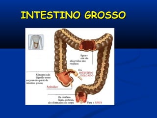 INTESTINO GROSSOINTESTINO GROSSO
 