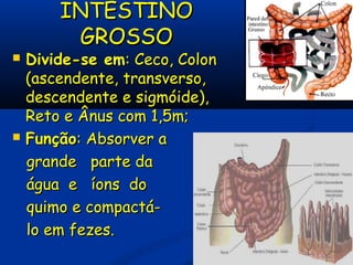 INTESTINOINTESTINO
GROSSOGROSSO
 Divide-se emDivide-se em: Ceco, Colo: Ceco, Colonn
(ascendente, transverso,(ascendente, transverso,
descendente e sigmóide),descendente e sigmóide),
Reto e Ânus com 1,5m;Reto e Ânus com 1,5m;
 FunçãoFunção:: Absorver aAbsorver a
grandegrande parte daparte da
águaágua ee íonsíons dodo
quimo e compactá-quimo e compactá-
lo em fezes.lo em fezes.
 
