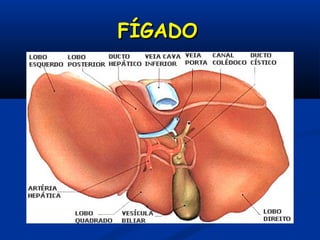 FÍGADOFÍGADO
 