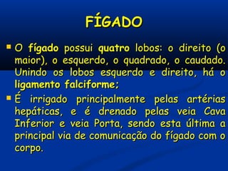 FÍGADOFÍGADO
 OO fígadofígado possuipossui quatroquatro lobos: o direito (olobos: o direito (o
maior), o esquerdo, o quadrado, o caudado.maior), o esquerdo, o quadrado, o caudado.
Unindo os lobos esquerdo e direito, há oUnindo os lobos esquerdo e direito, há o
ligamento falciforme;ligamento falciforme;
 É irrigado principalmente pelas artériasÉ irrigado principalmente pelas artérias
hepáticas, e é drenado pelas veia Cavahepáticas, e é drenado pelas veia Cava
Inferior e veia Porta, sendo esta última aInferior e veia Porta, sendo esta última a
principal via de comunicação do fígado com oprincipal via de comunicação do fígado com o
corpo.corpo.
 