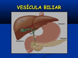 VESÍCULA BILIARVESÍCULA BILIAR
 