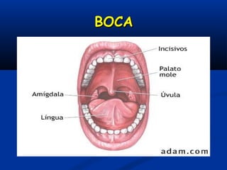 BOCABOCA
 