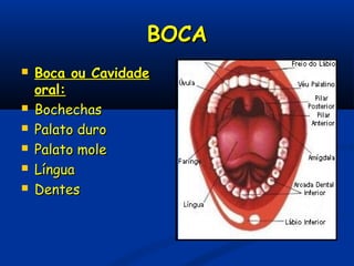 BOCABOCA
 Boca ou CavidadeBoca ou Cavidade
oral:oral:
 BochechasBochechas
 Palato duroPalato duro
 Palato molePalato mole
 LínguaLíngua
 DentesDentes
 
