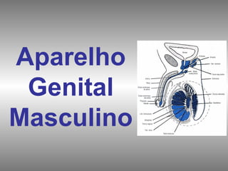 Aparelho
 Genital
Masculino
 