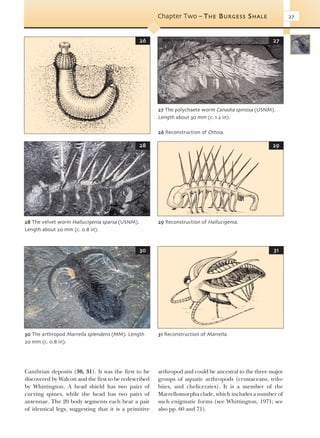 Evolution Of Fossil Ecosystems Paul Selden John Nudds | PDF