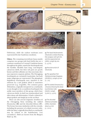 Evolution Of Fossil Ecosystems Paul Selden John Nudds | PDF