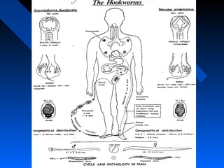 Ancylostoma duodenale
       life cycle
 