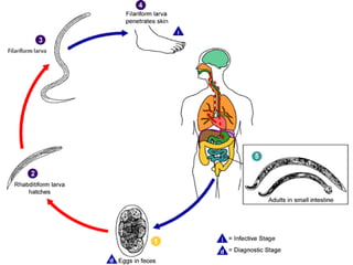 Hookworm life cycle
 