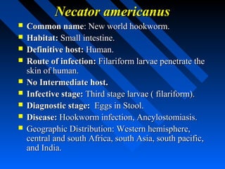 Necator americanus
   Common name: New world hookworm.
   Habitat: Small intestine.
   Definitive host: Human.
   Route of infection: Filariform larvae penetrate the
    skin of human.
   No Intermediate host.
   Infective stage: Third stage larvae ( filariform).
   Diagnostic stage: Eggs in Stool.
   Disease: Hookworm infection, Ancylostomiasis.
   Geographic Distribution: Western hemisphere,
    central and south Africa, south Asia, south pacific,
    and India.
 