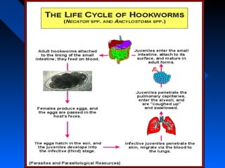 Necator americanus life cycle
 