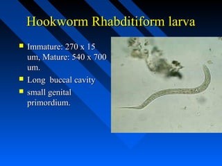 Hookworm Rhabditiform larva
   Immature: 270 x 15
    um, Mature: 540 x 700
    um.
   Long buccal cavity
   small genital
    primordium.
 