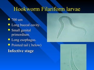 Hookworm Filariform larvae
   700 um
   Long buccal cavity.
   Small genital
    primordium.
   Long esophagus.
   Pointed tail ( below)
Infective stage
 