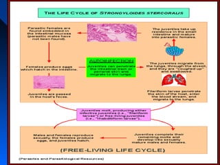 Strongyloides stercoralis life
           cycle1
 