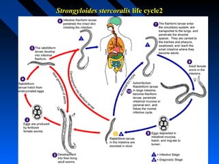 Strongyloides stercoralis life cycle2
 