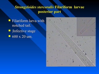 Strongyloides stercoralis Filariform larvae
                   posterior part

   Filariform larva with
    notched tail.
   |Infective stage
   600 x 20 um.
 