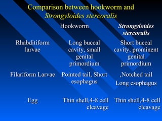 Comparison between hookworm and
          Strongyloides stercoralis
                  Hookworm               Strongyloides
                                          stercoralis
  Rhabditiform        Long buccal         Short buccal
     larvae           cavity, small     cavity, prominent
                         genital              genital
                      primordium           primordium
Filariform Larvae Pointed tail, Short    ,Notched tail
                     esophagus          Long esophagus

      Egg          Thin shell,4-8 cell Thin shell,4-8 cell
                            cleavage            cleavage
 