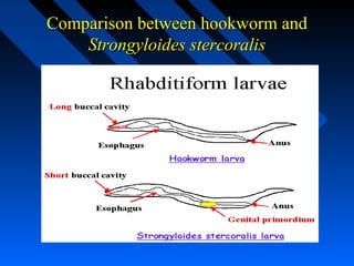 Comparison between hookworm and
    Strongyloides stercoralis
 
