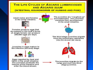 Ascaris lumbricoides life cycle1
 