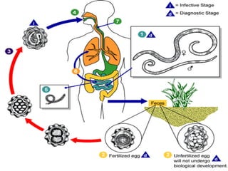 Ascaris lumbricoides life cycle2
 