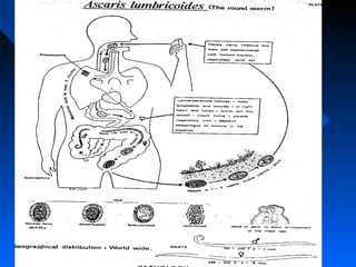 Ascaris lumbricoides life cycle3
 