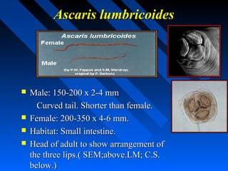 Ascaris lumbricoides




   Male: 150-200 x 2-4 mm
      Curved tail. Shorter than female.
   Female: 200-350 x 4-6 mm.
   Habitat: Small intestine.
   Head of adult to show arrangement of
    the three lips.( SEM;above.LM; C.S.
    below.)
 