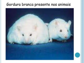 Gordura branca presente nos animais
 