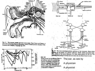 The ear, as see by A physician A physicist An electrical engineer/c.sci. 