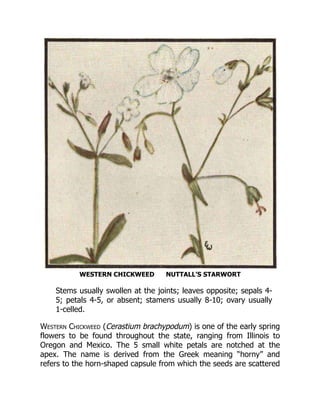 WESTERN CHICKWEED NUTTALL’S STARWORT
Stems usually swollen at the joints; leaves opposite; sepals 4-
5; petals 4-5, or absent; stamens usually 8-10; ovary usually
1-celled.
Western Chickweed (Cerastium brachypodum) is one of the early spring
flowers to be found throughout the state, ranging from Illinois to
Oregon and Mexico. The 5 small white petals are notched at the
apex. The name is derived from the Greek meaning “horny” and
refers to the horn-shaped capsule from which the seeds are scattered
 