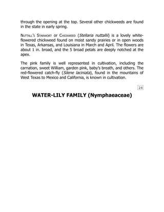 24
through the opening at the top. Several other chickweeds are found
in the state in early spring.
Nuttall’s Starwort or Chickweed (Stellaria nuttallii) is a lovely white-
flowered chickweed found on moist sandy prairies or in open woods
in Texas, Arkansas, and Louisiana in March and April. The flowers are
about 1 in. broad, and the 5 broad petals are deeply notched at the
apex.
The pink family is well represented in cultivation, including the
carnation, sweet William, garden pink, baby’s breath, and others. The
red-flowered catch-fly (Silene laciniata), found in the mountains of
West Texas to Mexico and California, is known in cultivation.
WATER-LILY FAMILY (Nymphaeaceae)
 