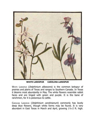 WHITE LARKSPUR CAROLINA LARKSPUR
White Larkspur (Delphinium albescens) is the common larkspur of
prairies and plains of Texas and ranges to Southern Canada. In Texas
it blooms most abundantly in May. The white flowers resemble rabbit
faces and are tinged with green and purple. It is the bane of
ranchmen, for it is poisonous to cattle.
Carolina Larkspur (Delphinium carolinianum) commonly has lovely
deep blue flowers, though white forms may be found. It is very
abundant in East Texas in March and April, growing 1½-2 ft. high.
 