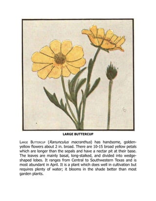 LARGE BUTTERCUP
Large Buttercup (Ranunculus macranthus) has handsome, golden-
yellow flowers about 2 in. broad. There are 10-15 broad yellow petals
which are longer than the sepals and have a nectar pit at their base.
The leaves are mainly basal, long-stalked, and divided into wedge-
shaped lobes. It ranges from Central to Southwestern Texas and is
most abundant in April. It is a plant which does well in cultivation but
requires plenty of water; it blooms in the shade better than most
garden plants.
 